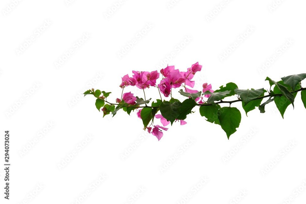 A bouquet of sweet pink Bougainvillea flower blossom with green leaves on white isolated background A bouquet of sweet pink Bougainvillea flower blossom with green leaves on white isolated background