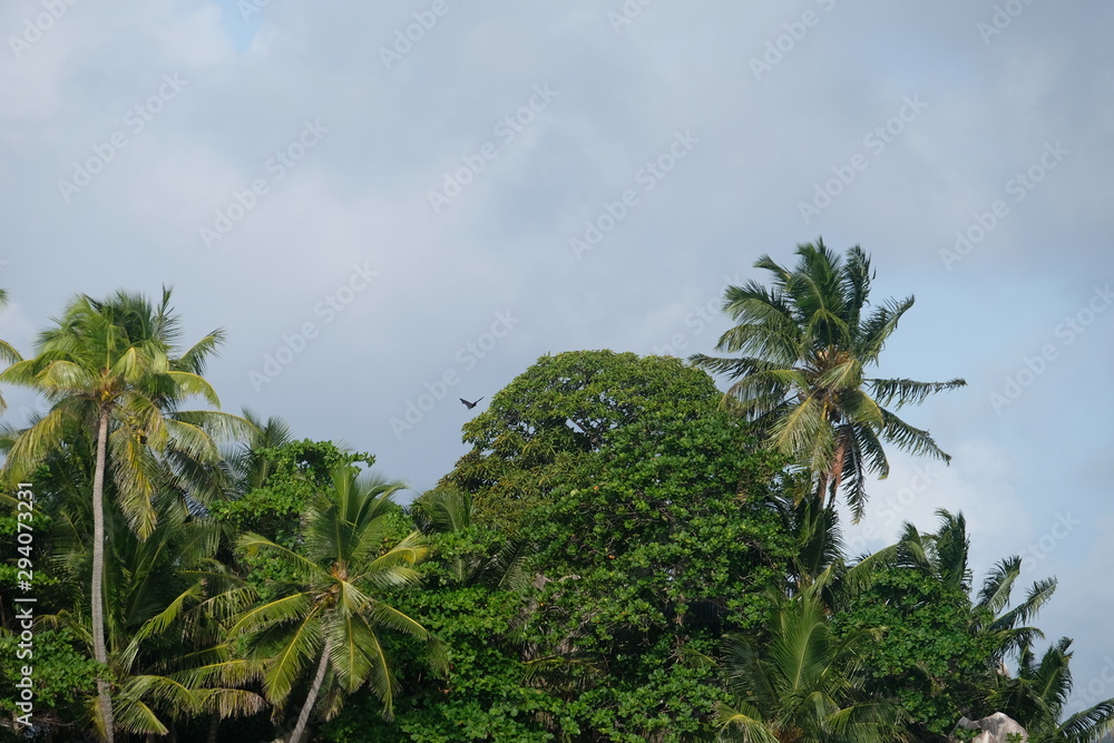Palm trees growing everywhere on the Seychelles