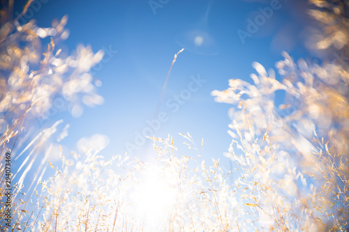 Grass and sky  Field of Wheat In Summer With Blue Sky Background