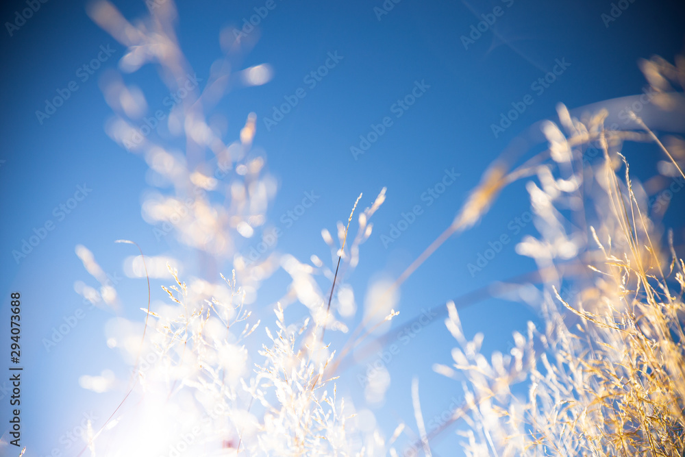 Grass and sky, Field of Wheat In Summer With Blue Sky Background