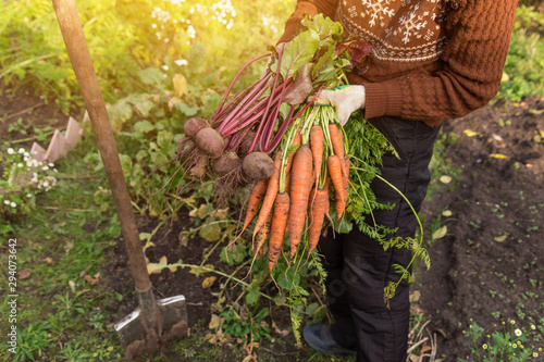 Bunch of Beetroot and Carrot in farmer hands. Organic root vegetables harvest in garden