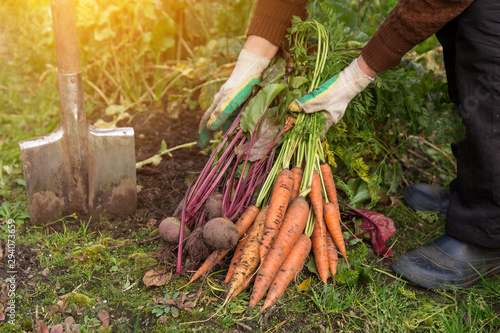 Autumn harvest of betroot and carrot in farmer hands. Organic farming photo