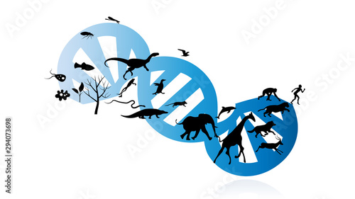 Evolution of species illustration. Evolution vector design