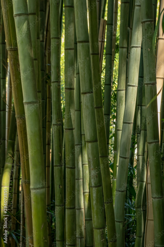 Densely growing green bamboo beds illuminated by the sun Densely growing green bamboo beds illuminated by the sun