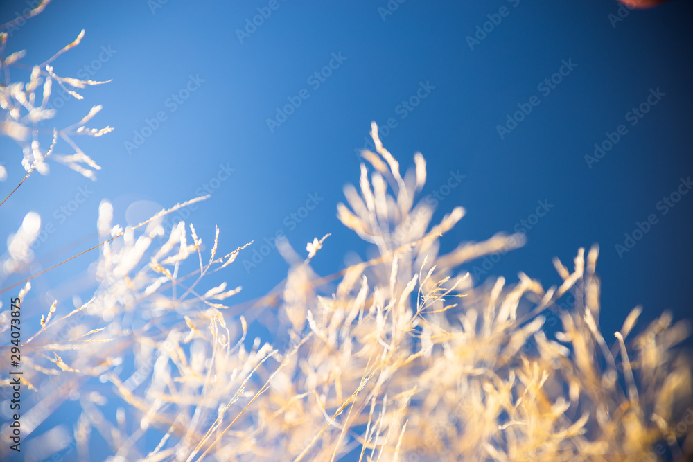 Grass and sky, Field of Wheat In Summer With Blue Sky Background Grass and sky, Field of Wheat In Summer With Blue Sky Background