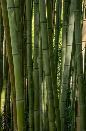 Densely growing green bamboo beds illuminated by the sun