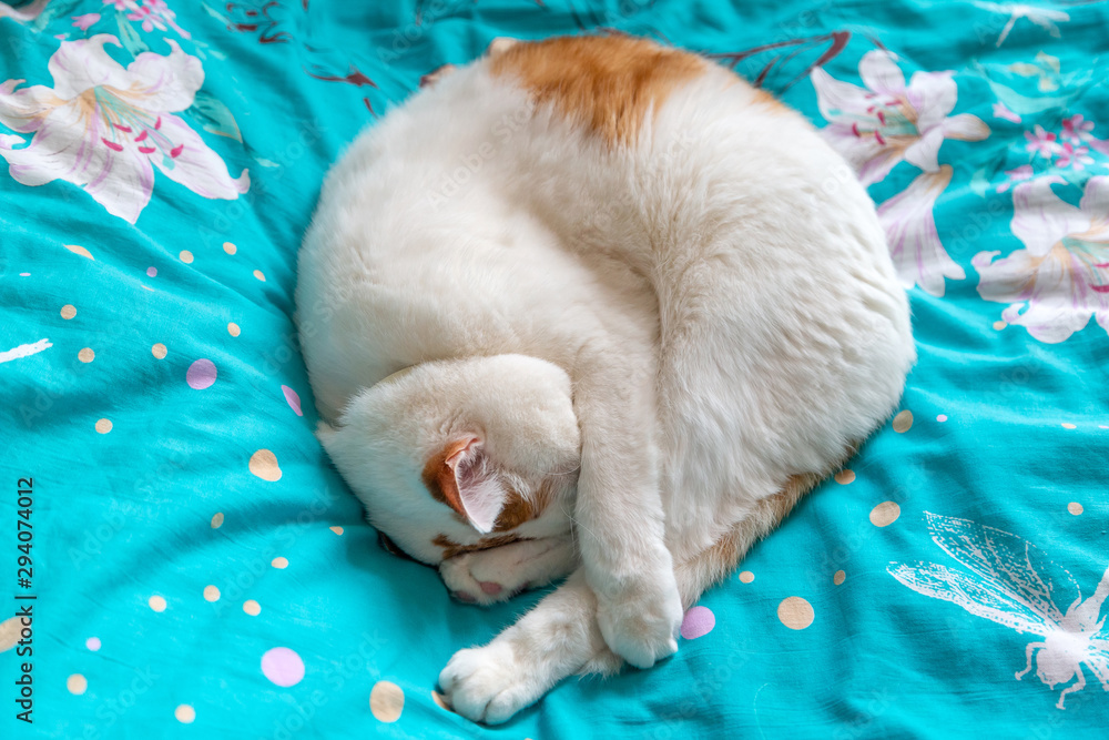 Cute cat sleeping on the bed, top view Cute cat sleeping on the bed, top view