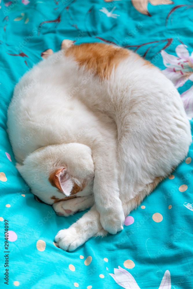 Cute cat sleeping on the bed, top view