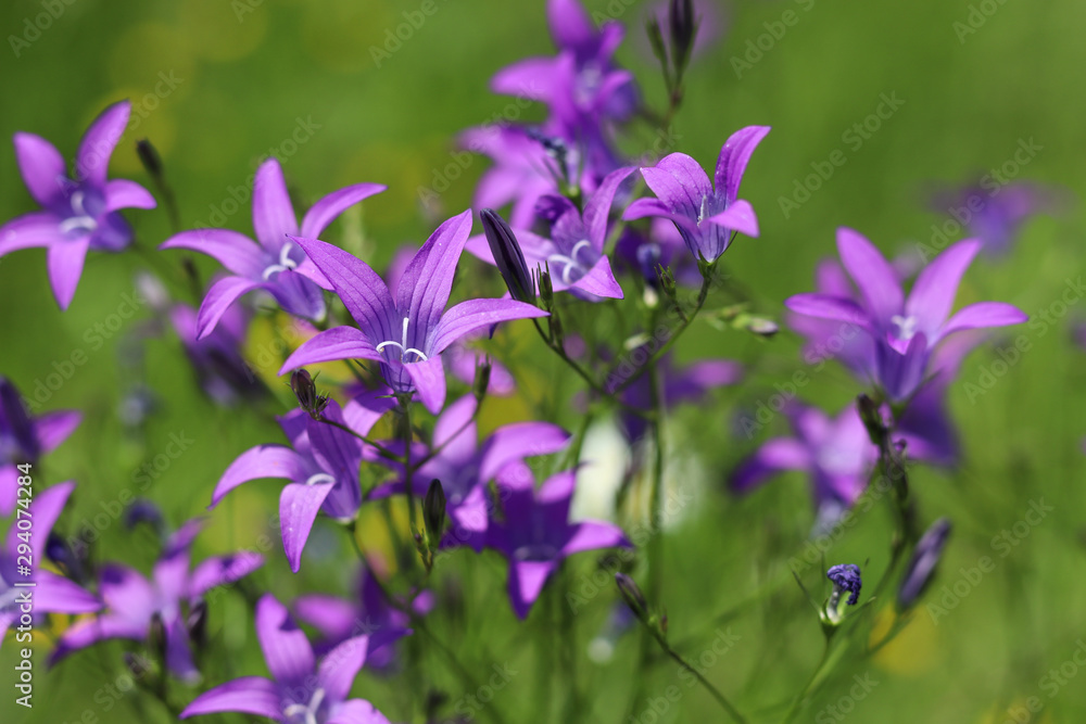 Spreading bell, campanula patula flower on a green meadow. 