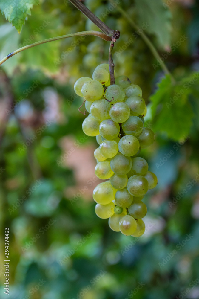 Ripe white wine grapes plants on vineyard, white ripe muscat grape new harvest close up