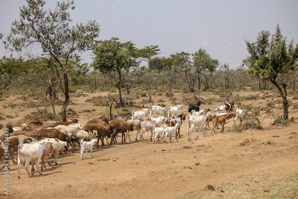 Obraz premium A large herd of Goats walking through Masai Territory. The Maasai are a Traditional Nomadic Farmers Tribe in Eastern Africa where Young Boys Herd Goats. The Cattle is herd by Adult Males