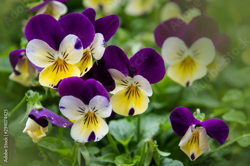 Robust and blooming. Garden pansy with purple and white petals. Hybrid pansy. Viola tricolor pansy in flowerbed.