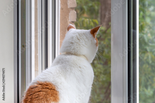 Cat looking out of the window