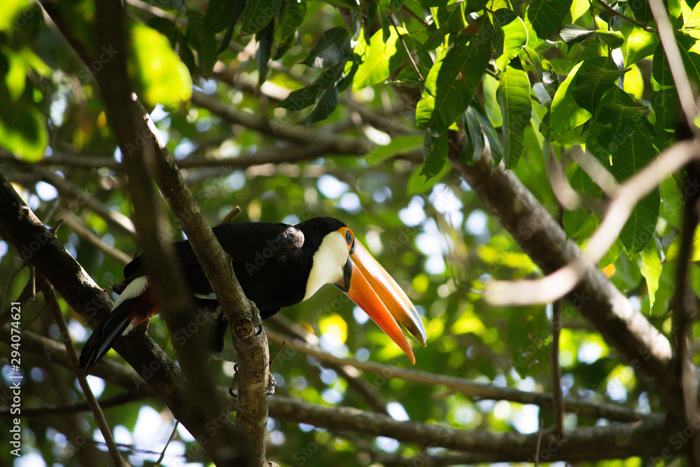 Fototapeta premium Toucan with open beack in forest