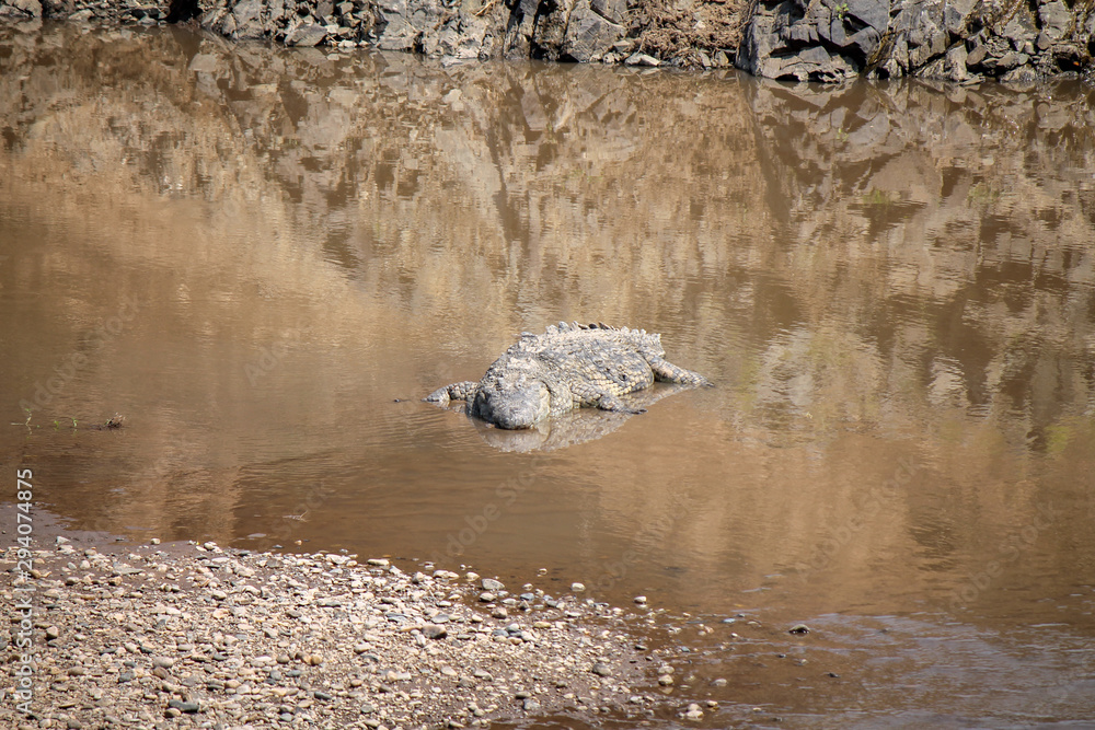African Nile crocodile - Scientific name: Crocodylus niloticus - Lying