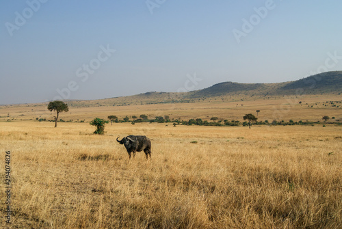 African Buffalo or Cape buffalo - Scientific name: Syncerus caffer subspecies aequinoctialis - standing in tall grass looking into the camera