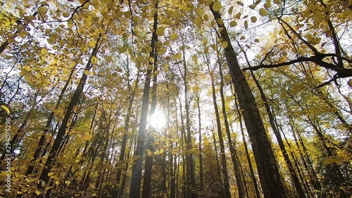 yellow autumn leaves fall from the tree, leaf fall. Gopro. Slow motion video.