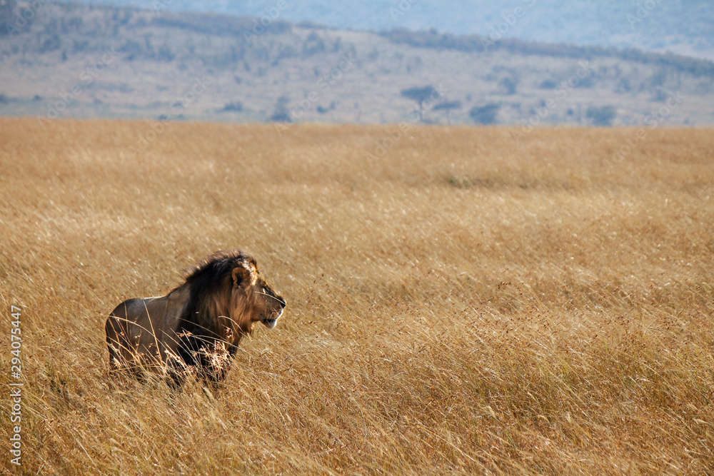 Beautiful and Strong Looking Wild East African Lion - Scientific name: Panthera leo melanochaita - Walking over the Kenyan Savanna with the Wind through his Manes Beautiful and Strong Looking Wild East African Lion - Scientific name: Panthera leo melanochaita - Walking over the Kenyan Savanna with the Wind through his Manes