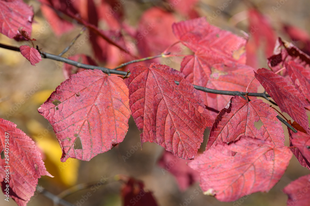 妙義山の森の紅葉 妙義山の森の紅葉