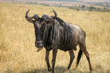 Blue or Common Wildebeest or Brindled Gnu - Scientific name: Connochaetes taurinus - Staring into the Camera Lens