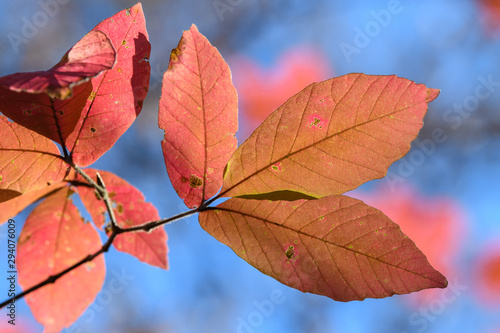 メグスリノキの紅葉