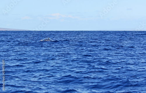 Back of whale, Maui, Hawaii