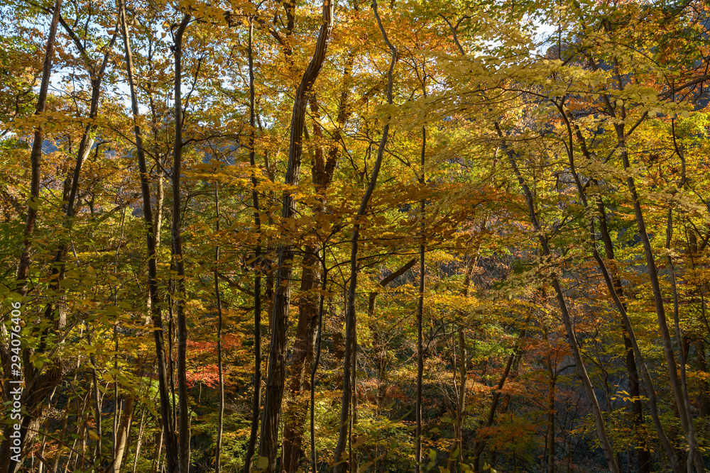 妙義山の森の紅葉 妙義山の森の紅葉