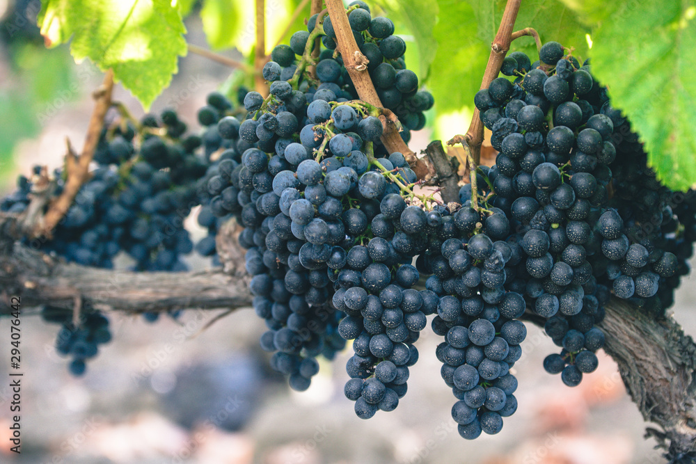 Ripe vineyard grapes on the vine 