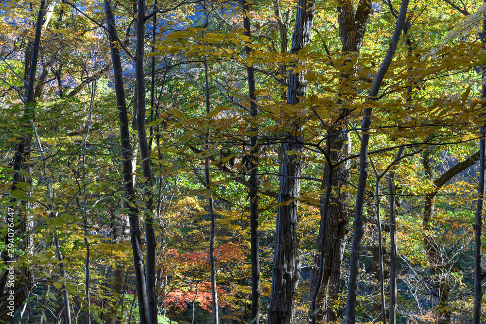 妙義山の森の紅葉