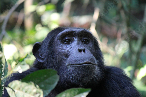 Fotografie, Tablou Common Chimpanzee - Scientific name Pan troglodytes portrait at Kibale Forest Na