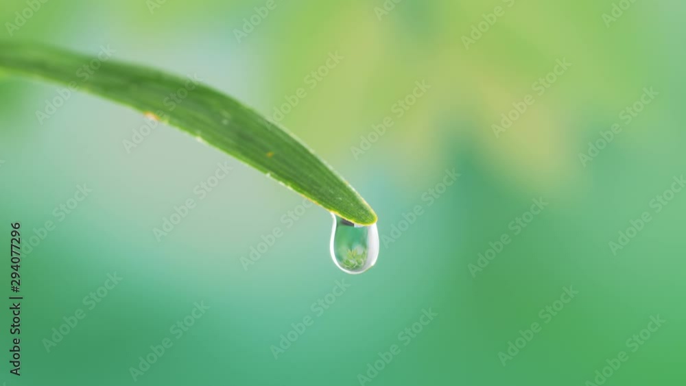 Water drop on green leaf on bokeh