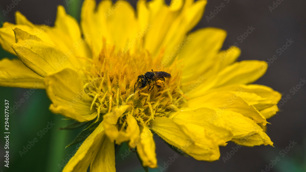 Insect collecting both nectar and pollen Insect collecting both nectar and pollen