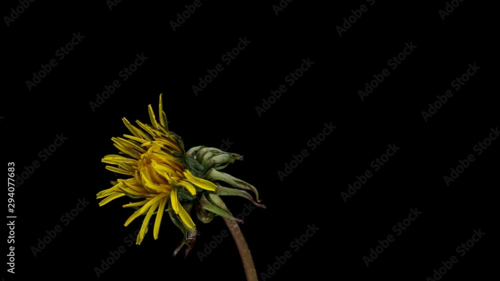 Dandelion flower open time lapse, extreme closeup over black background. Macro one yellow dandelion flower opening timelapse. Dandelion flower open time lapse, extreme closeup over black background. Macro one yellow dandelion flower opening timelapse.