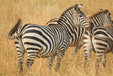 Herd of Plains Zebra - Equus quagga - in Kenya's Masaai Mara Game Reserve.jpg