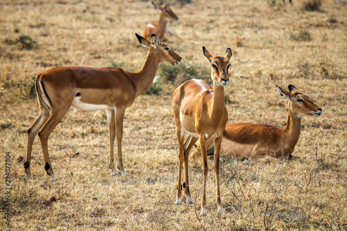 Group of Female Impalas - Scientific name  Aepyceros melampus  in Eastern Africa