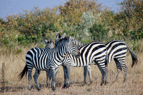 Group of Three Plains Zebra s standing close together to create a distracting camouflage pattern for predators