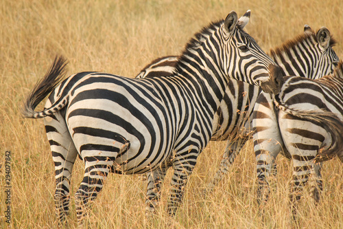 Herd of Plains Zebra - Equus quagga - in Kenya s Masaai Mara Game Reserve.jpg