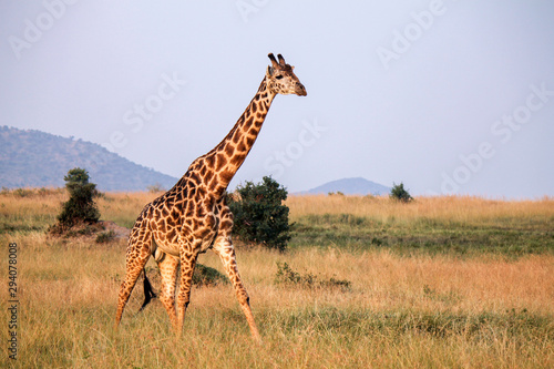 Huge Male Maasai or Kilimanjaro Giraffe - Scientific name: Giraffa tippilskirchi - Walking Slowly and Elegant through His Natural Environment