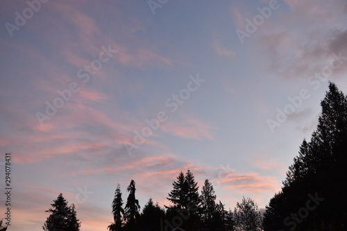 sky at dawn with tree silhouettes