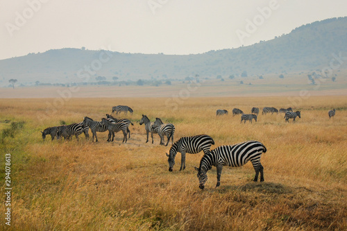 Large Herd of Plains Zebra - Scientific name  Equus quagga - roaming the African Savannah