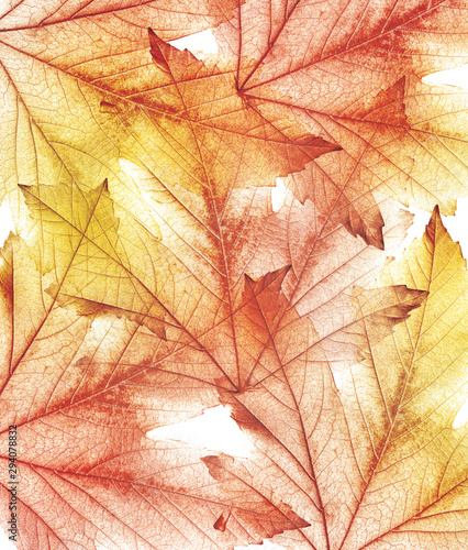 Colorful autumn maple leaves. Background with colorful leaves.