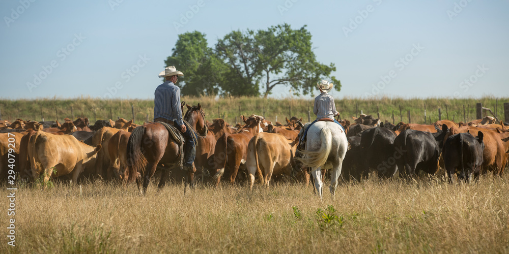Father and son moving cattle to new pasture
