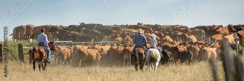 Cowboys moving cattle to new pasture