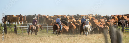 Round up on the ranch