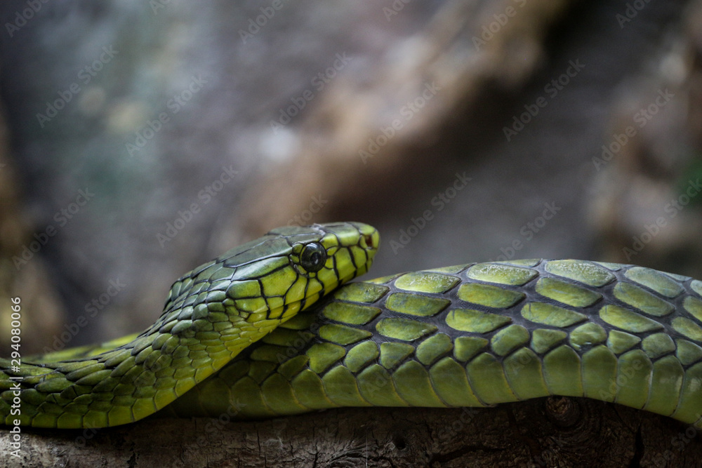 Fototapeta premium Green Mamba Venomous Snake 