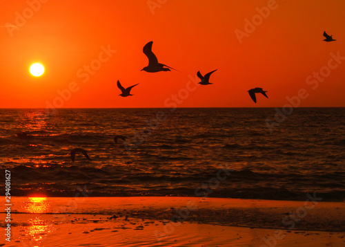 Sea Birds at sunset coast ocean landscape