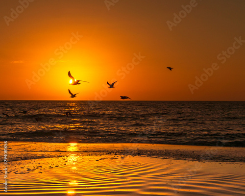 Sea Birds at sunset coast ocean landscape