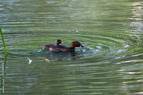 The little grebe  Tachybaptus ruficollis  from the the Gacka River