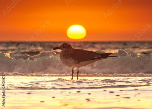 Sea Bird at sunset coast ocean landscape