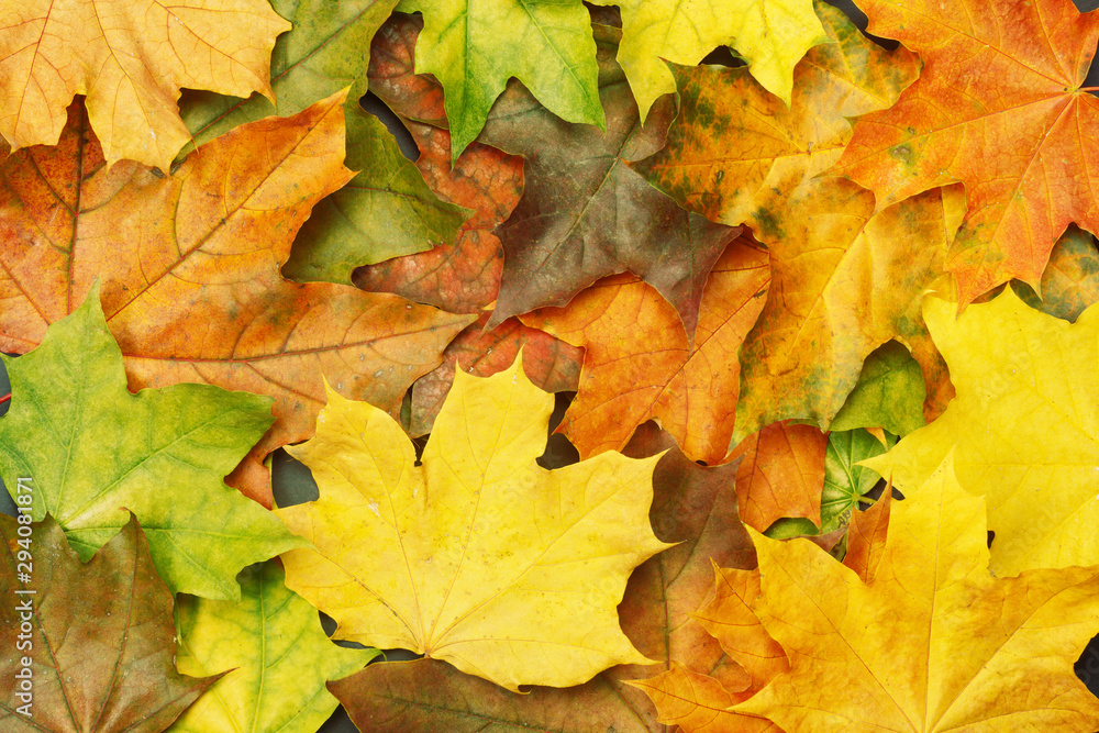 Colorful autumn maple leaves as background. Autumn mockup for your design.